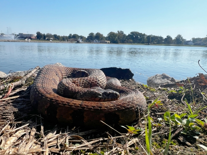 Midland Water Snake